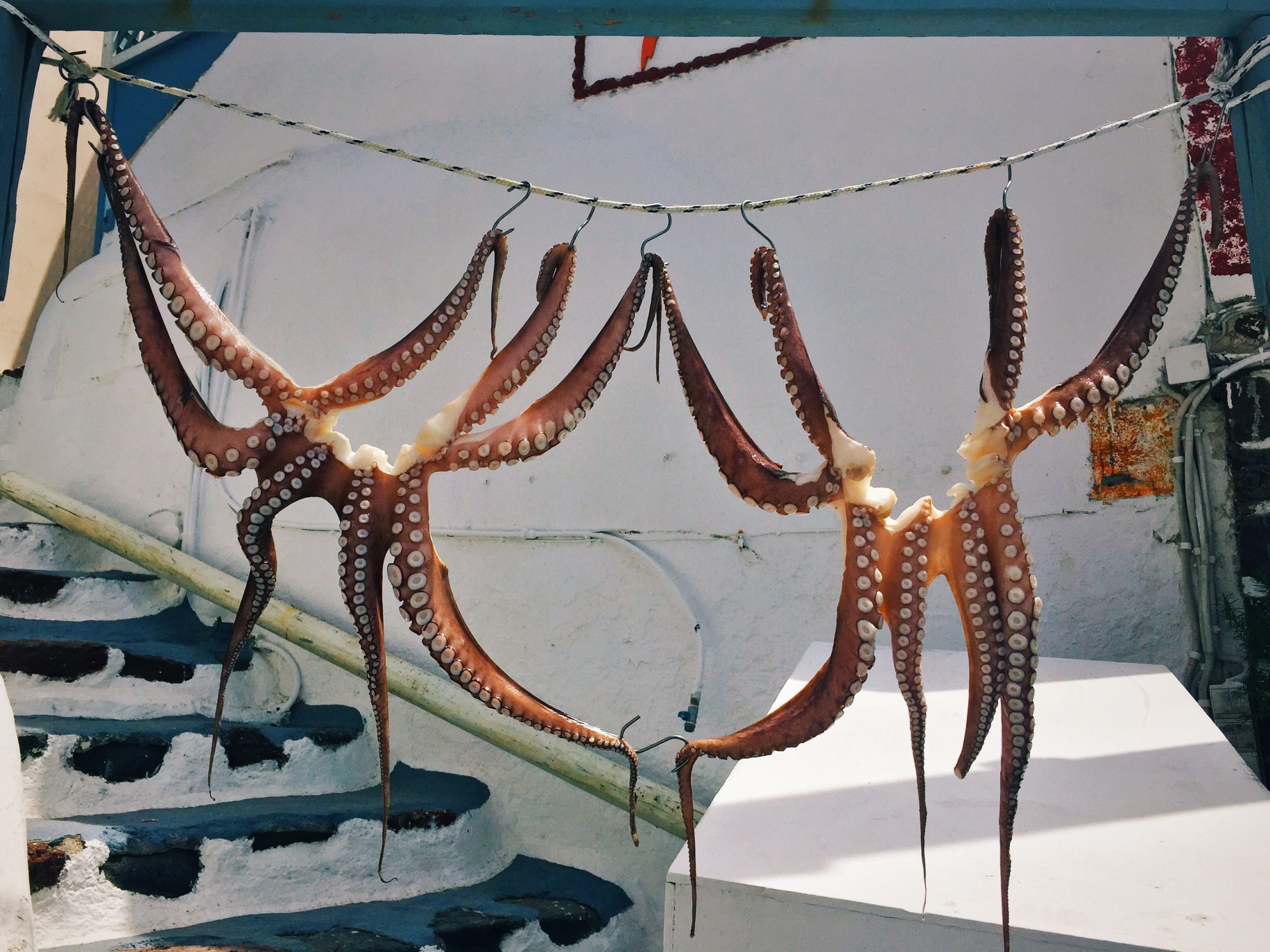 From Mules to Cephalopods: Animal Sentience and the Law – EuropeNow